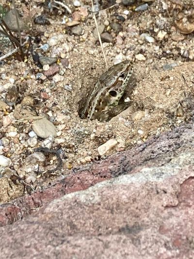 gartenrevolte Garten Speyer