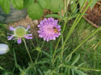 gartenrevolte Garten Speyer
