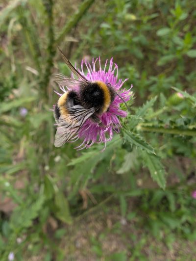 gartenrevolte Hummelgarten Speyer