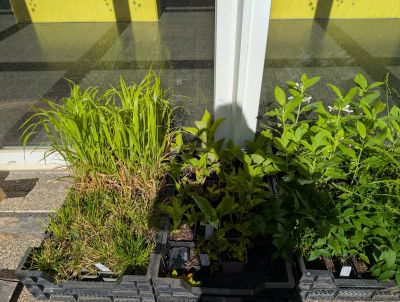 gartenrevolte Purrmann Speyer