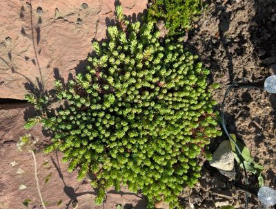 gartenrevolte Maxdorf