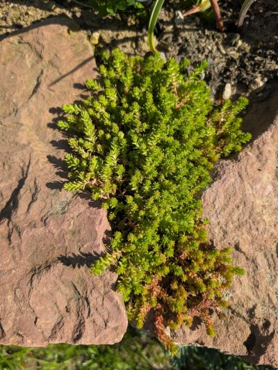 gartenrevolte Maxdorf